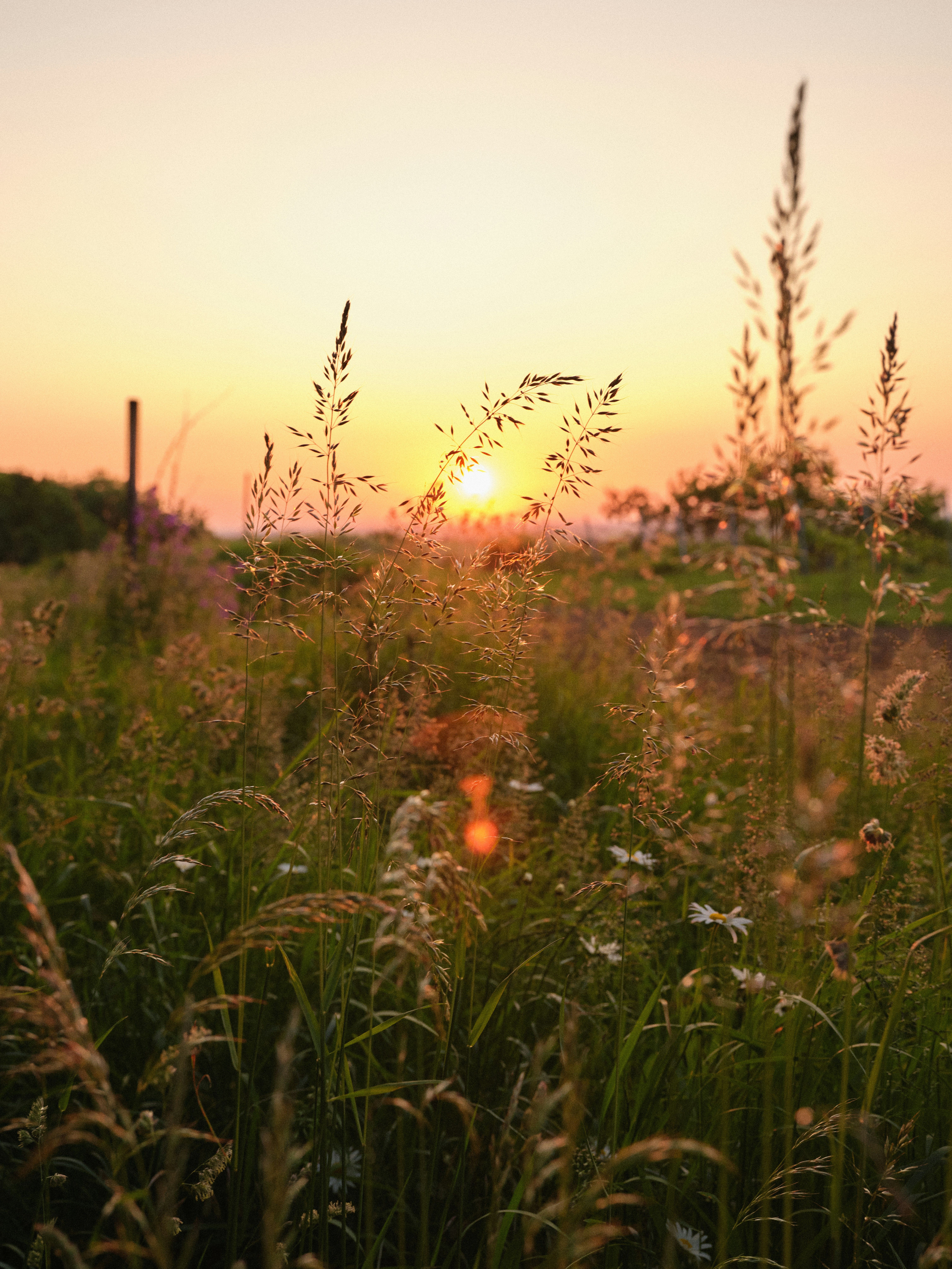 Summer Solstice, Cycles, and Fertility: Reconnecting With the Rhythms of the Body